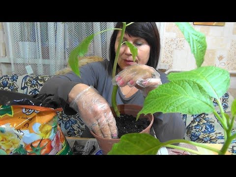 Video: Brugmansia Krvavo červená