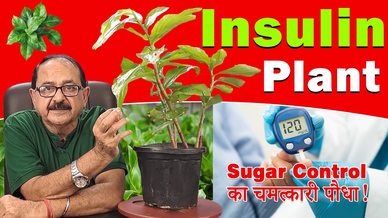 Insulin Plant Benefits | Diabetes Control Naturally | How to Consume Insulin Plant 