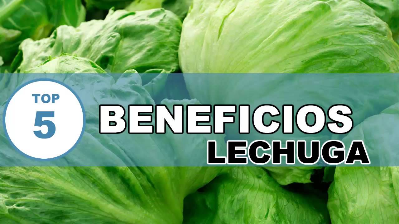 Para que sirve la lechuga Para que sirve la lechuga