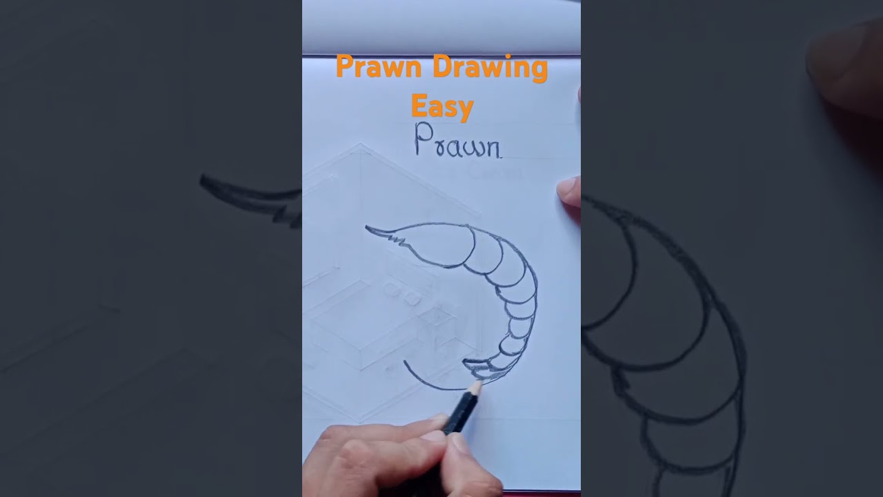 Prawn Drawing Easy