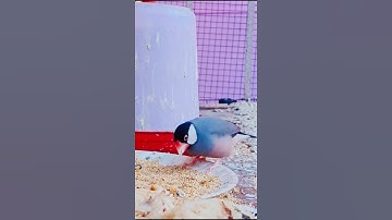 beauty of java sparrow 😘😘#shorts #java #viral😘😘