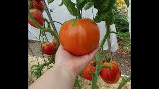 Tomaten in de serre, augustus 2019