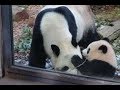 【シャンシャン可愛い動画まとめ】シャンシャン、回る回る💕まだ回る💓Baby panda rolls again and again【パンダ赤ちゃんチャンネル】