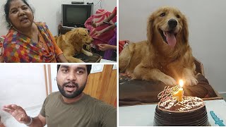 PeaNut Golden Retriever ka Birthday #dog | funny dog video