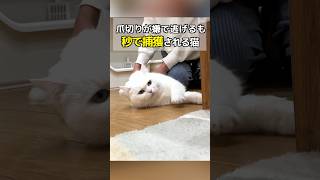 爪切りが嫌で逃げるも秒で捕獲されちゃう猫！