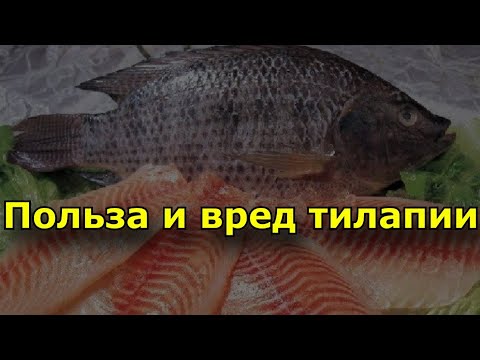 Польза и вред тилапии. Состав рыбы тилапия