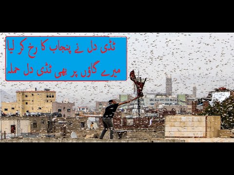 vlog#06|tidi dil in pakistan |Insect Locust Attack On Agriculture Crops|ٹڈی دل نے پنجاب کا رخ کر لیا