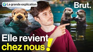 Sur les traces d'une survivante : la loutre