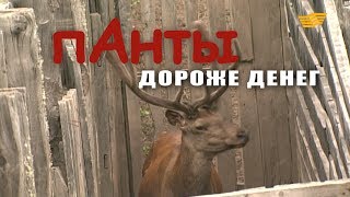 «Бюро расследований». Панты дороже денег