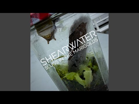 Shearwater - Slugs in the Marigolds