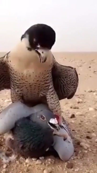 #adriaticolofttv#pigeonloft #falcon #kalapati #kawawa #goodvibes #pigeon #pigeonracing #trending