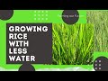 Growing Rice with Less Water