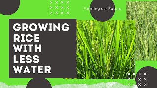 Growing Rice with Less Water