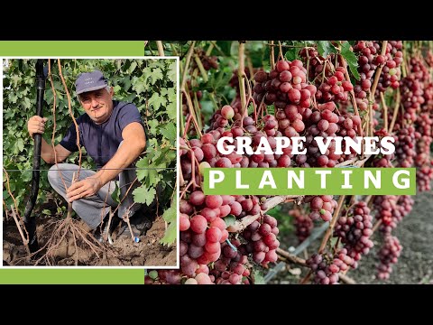 Planting a Grape Vines  in Autumn