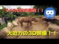 サイ(Rhino) 　衝撃の瞬間！わっわっ、こっちにお尻向けて何するの........