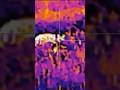 Big boar vs hikmicro panther #hunting #thermal #wildboarhunting #hoghunting