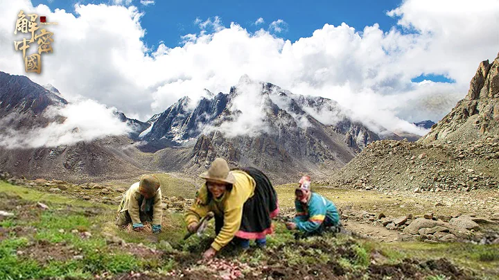 西藏雪山下，一户人家与世隔绝，一家3口每天爬山采止血琼草，在外万金难求【秘境探秘】 - 天天要闻