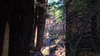 Spring Sun on a Fallen Tree 🌿 Birdsong &amp; Forest Peace | 4K 60FPS