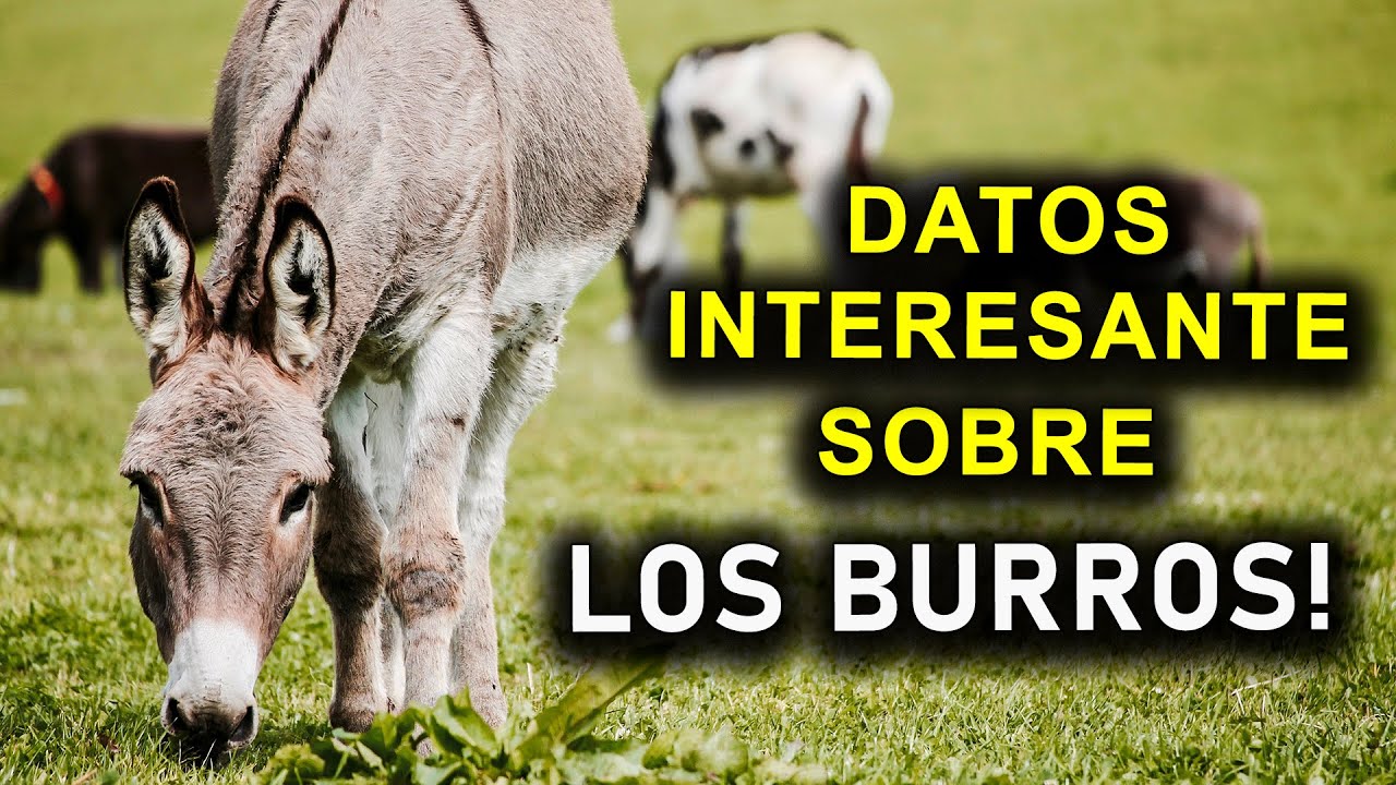 DATOS INTERESANTES SOBRE LOS BURROS!