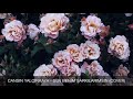 Download CANSIN YALÇINKAYA - SEN BENİM ŞARKILARIMSIN (COVER) CANSIN YALÇINKAYA - SEN BENİM ŞARKILARIMSIN (COVER)