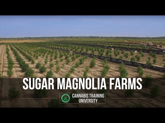 Sugar Magnolia Farms