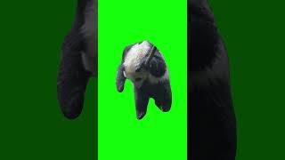 Depressed Panda in the Rain | Green Screen