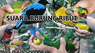 SUARA BURUNG RIBUT SUDAH TERBUKTI HASILNYA