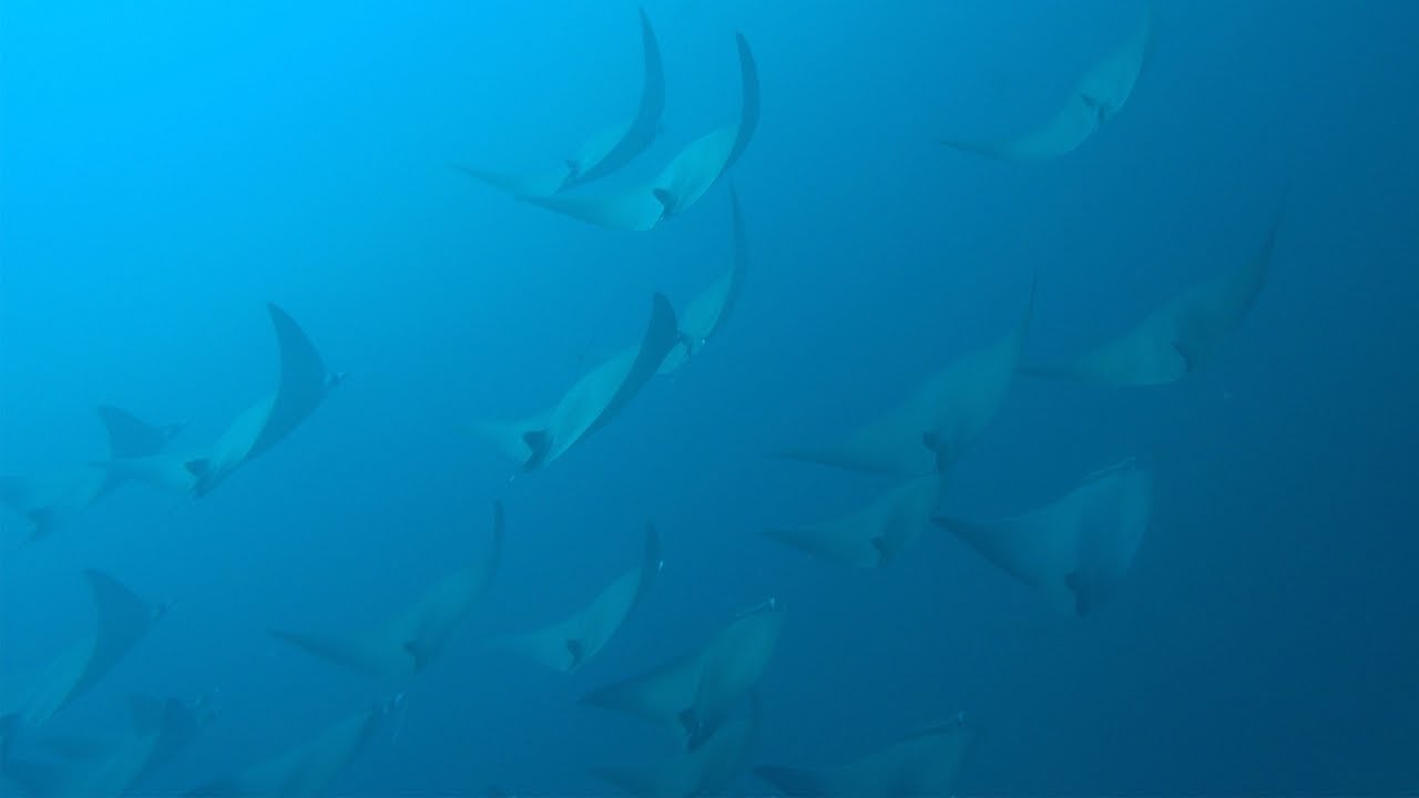School of Mobula (Devil) Rays in Raja Ampat, Indonesia