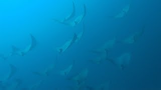 School of Mobula (Devil) Rays in Raja Ampat, Indonesia