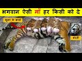 भगवान ऐसी माँ हर किसी को देगा तो दुनिया स्वर्ग बन जाएगी । Mother Tiger Adopts Piglets And Raises