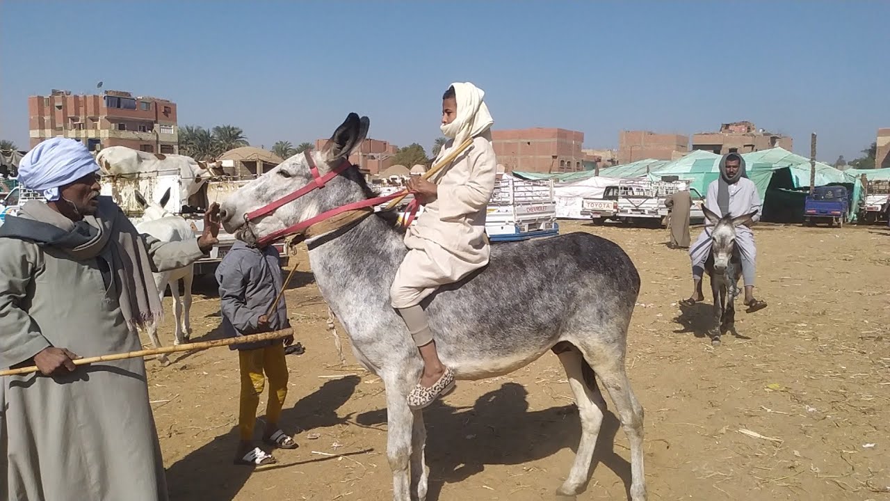 اسعار الحمير بأنواعها حمير جر وركوبه حماره والده ب ٥٠٠ تخيل