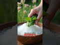 I Found Nature's FREE Soap in the Wild - No Chemicals Required!