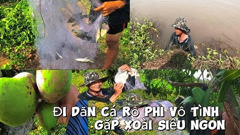 Đi rẫy dăn cá rô phi gặp cây xoài  siêu ngon | Nguồn Lên Miền Tây