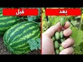 10 فواكه غريبة معدلة وراثيا سوف تدهشك أشكالها 