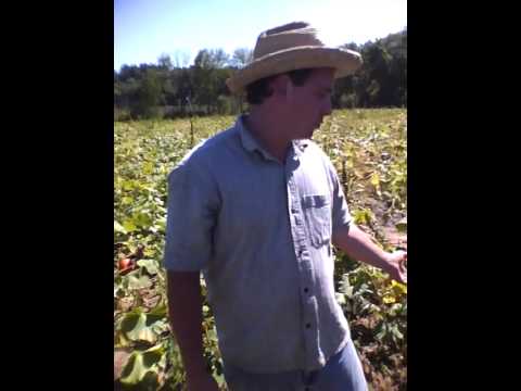 Pt4of4 Dan Kittredge with the Winter Squash at the Nutrient Dense Crop Production Course 8 29 2010