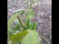 green chilli 🌶 growing my garden #nature #beautifully #farming #vegetables #