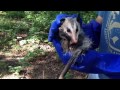 Releasing young opossum