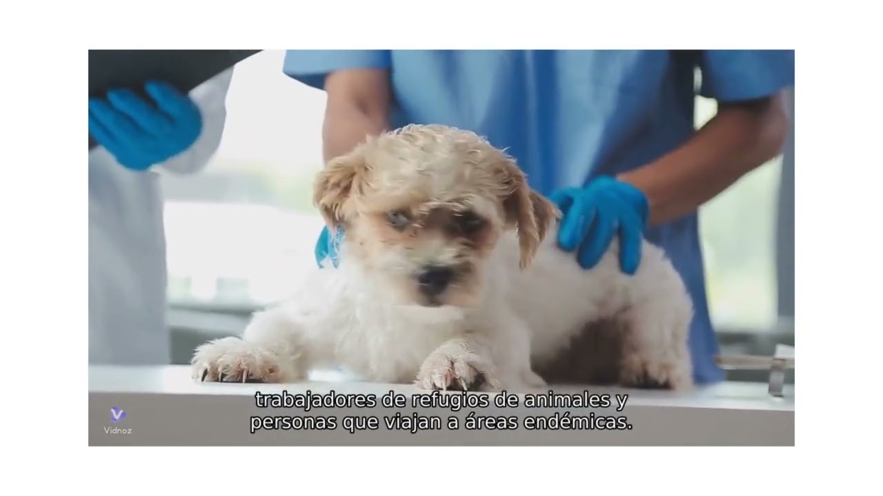 rabia, veterinary veterinaria