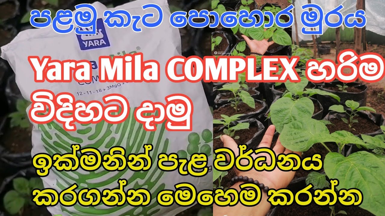 Yara Mila complex හරි විදියට දාමු , පළමු කැට පොහොර යෙදීම growWithMe-o5w 🌱❤️