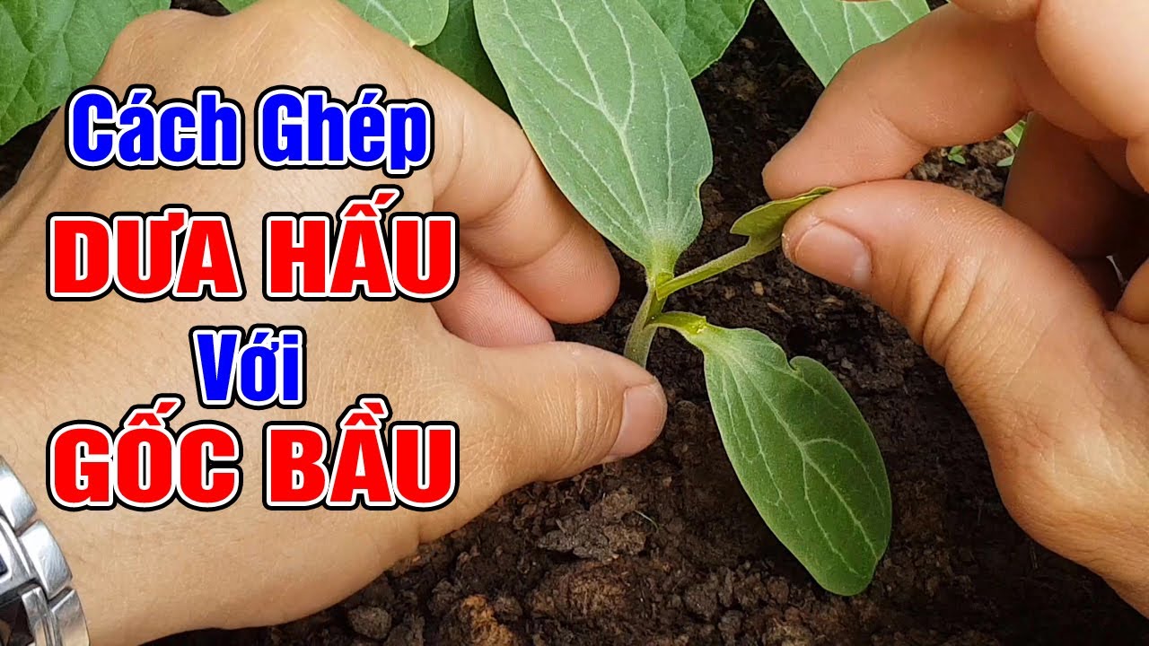 Cách ghép dưa hấu với gốc bầu