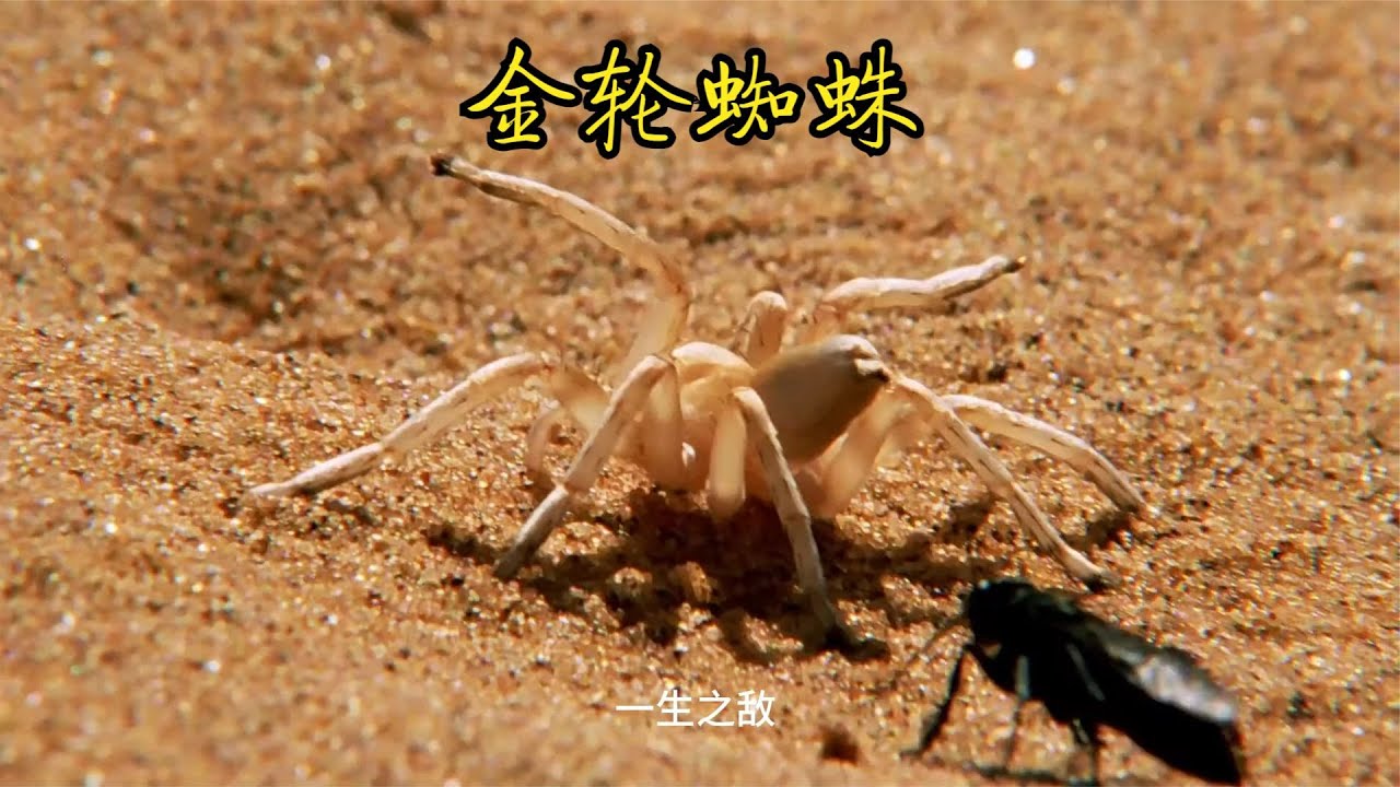 金轮蜘蛛，遇上宿敌黄蜂，打不过就使出绝技，沙丘侧手翻
