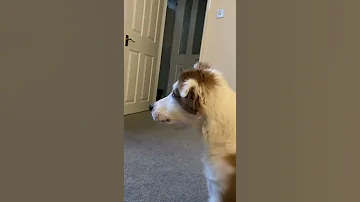 When Your Puppy Is Multilingual Shorts 