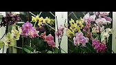 Орхидеи,узамба́рские фиалки,Самара🌺