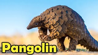 9 Fun Facts About Pangolins That Will Make You Love Them! by Learn about Animals 6,299 views 11 months ago 7 minutes, 29 seconds