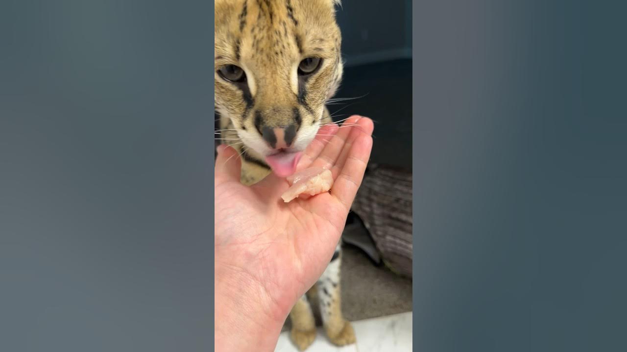 Serval Eats Chicken Breast cat servals africancat shorts YouTube