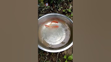 Cá chép vàng cúng ông Công - ông Táo năm 2016