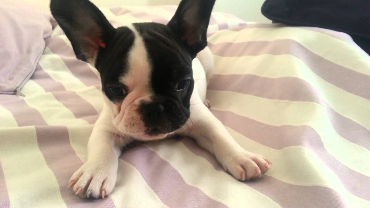 Bulldog Frances Vaquita Cachorro Jugando French Puppy Playing Youtube