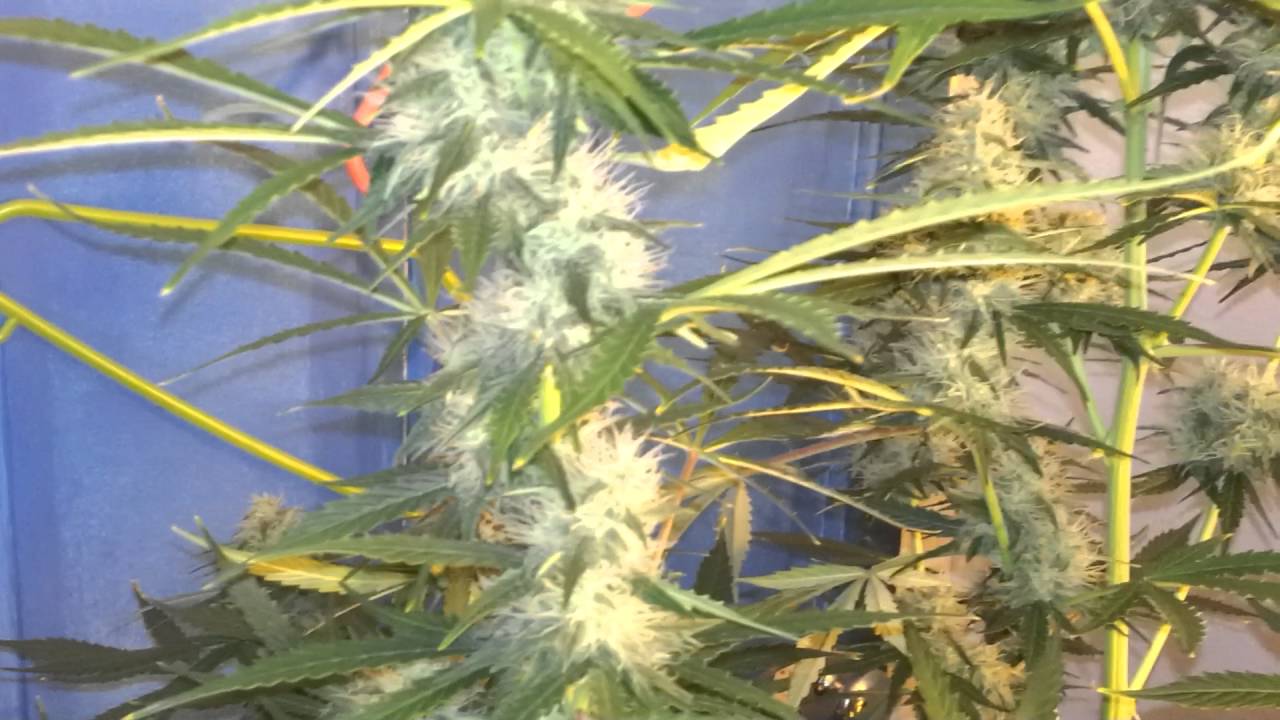 Jock horror auto update