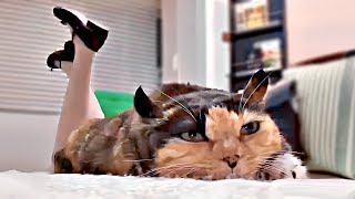 Funny animals - Funny cats and dogs - New Funny animal videos 2024🤣