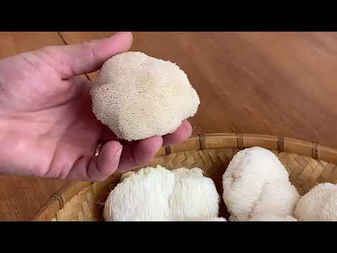 When to Harvest Your Lion's Mane Mushrooms